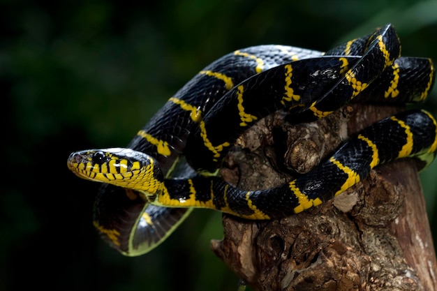 Yellow Ringed Boiga Dendrophila Closeup – Free Download, Free Stock Photo