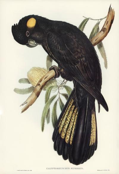 Funereal Cockatoo (Calyptorhynchus funereus) Illustrated by Elizabeth Gould – Free Download