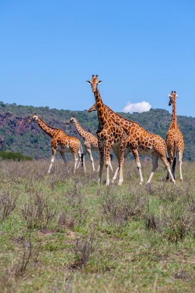 Giraffes Herd in Savannah – Free Stock Photo for Download