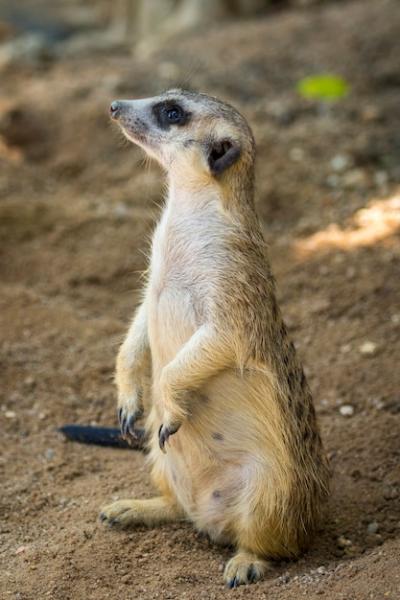 Meerkat or Suricate in Natural Habitat – Free Download