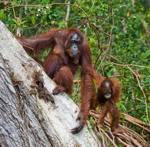 Orangutan Mother and Baby in a Tree, Kalimantan (Borneo) – Free Download