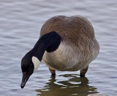 Close-up of Duck in Lake – Free Stock Photo for Download