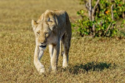 Female Lion Walking on Grass Field During Daytime – Free Download