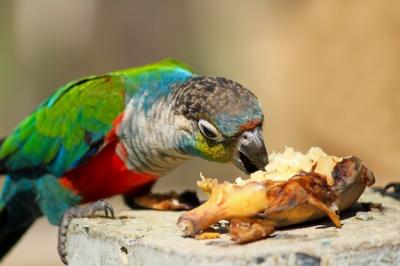 Blackhead Parrot Enjoying a Snack – Free Stock Photo Download