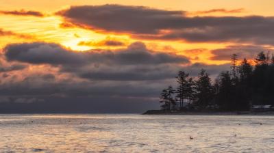 Stunning Sunset Silhouette of Trees by Water – Free to Download