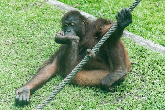 Orangutan Resting in a Funny Pose at Borneo’s Sepilok Sanctuary – Free Download