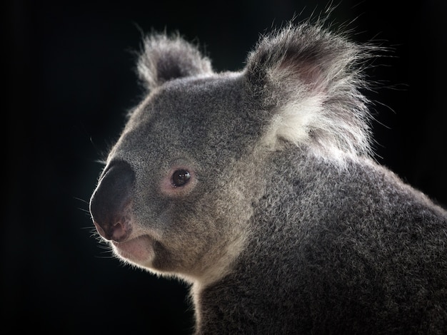 Koala Profile Against Black Background – Free Download