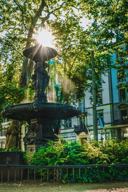 Low Angle View of Sunlight Streaming Through Trees in Park – Free Download