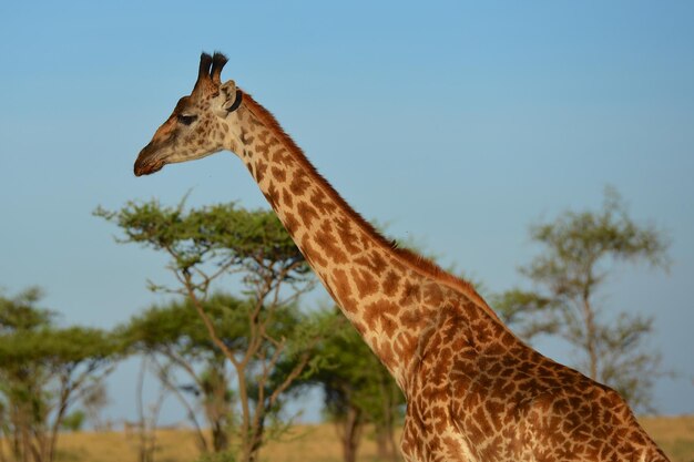 Giraffe in the Serengeti – Free Stock Photo for Download