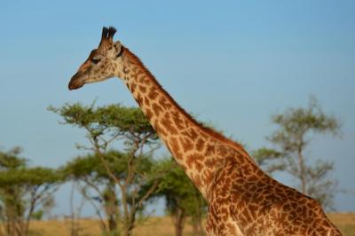 Giraffe in the Serengeti – Free Stock Photo for Download