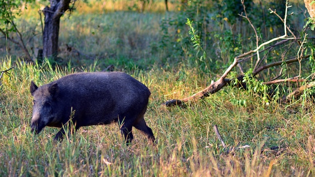 Boar in the Wild: Stunning Free Stock Photo for Download