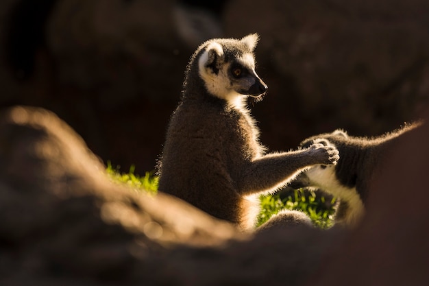 Lemur: Explore Stunning Free Stock Photos – Download for Free