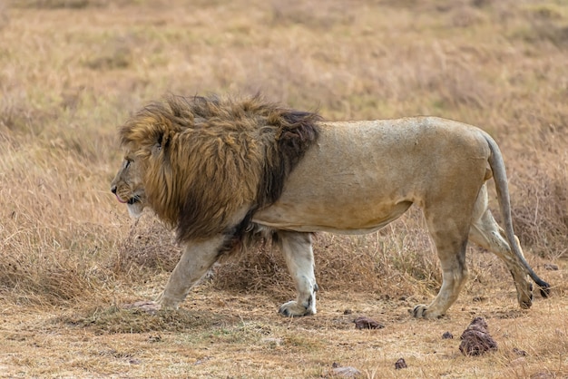 Male Lion Walking in a Dry Grassy Field – Free Stock Photo, Download for Free