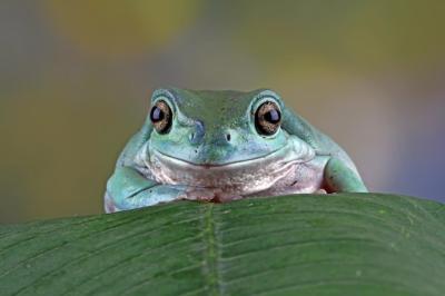 Dumpy Frog Litoria Caerulea Closeup on Bark – Download Free Stock Photo