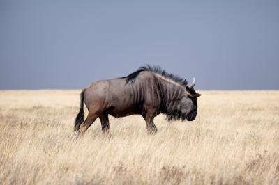 Brown Wildebeest in a Grassy Field Under Blue Sky – Free Stock Photo, Download Free