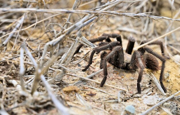 Close-up of Tarantula Spider on Web – Free Download