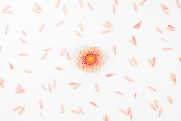 Single Gerbera Flower with Petals on White Backdrop – Free Download