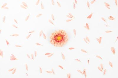 Single Gerbera Flower with Petals on White Backdrop – Free Download