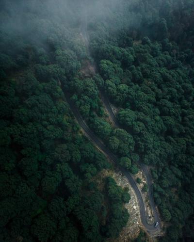 Aerial Shot of a Forest Road Surrounded by Tall Green Trees – Free Download