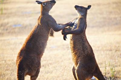 Kangaroos in Combat – Free Stock Photo, Download for Free