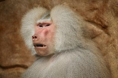 Majestic Hamadryas Baboon in Captivity – Free Stock Photo for Download