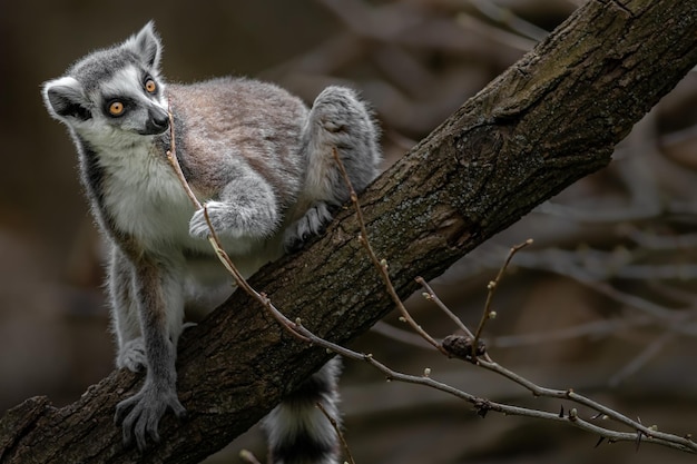 Captivating Ringtailed Lemur Images – Free to Download