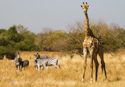 Closeup of Giraffe – Free Stock Photo for Download