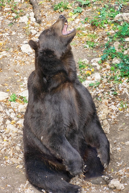 Growling Bear Sitting – Free Stock Photo, Download Free