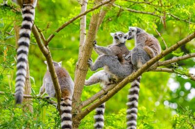 Ring-Tailed Lemur Sitting in a Tree – Free Stock Photo Download