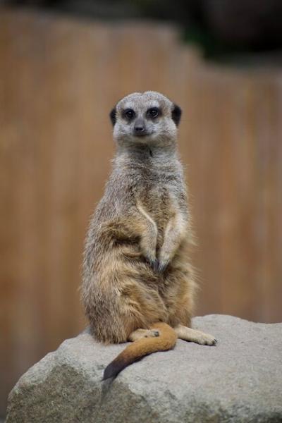 Meerkat Looking Away – Free Stock Photo, Download for Free