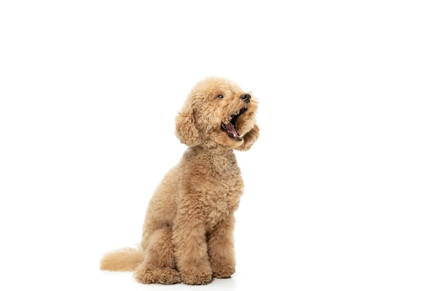 Cute Maltipoo Puppy Posing Isolated Against White Background â Free Download