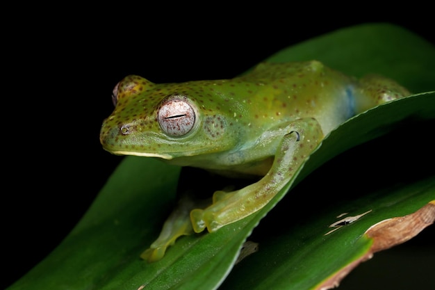 Discover the Malayan Tree Frog Rhacophorus Prominanus on Green Leaves – Free Stock Photo for Download