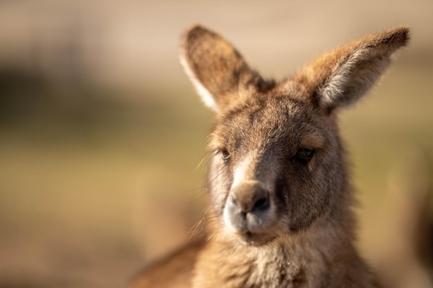 Beautiful Kangaroo in NSW Bush: Australian Native Wildlife in Summer – Free Download