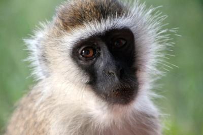 Cute Monkey Closeup – Free Stock Photo for Download