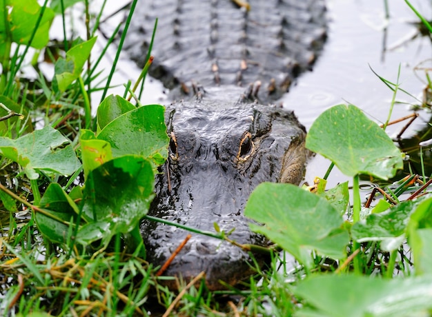 Closeup of an Alligator in the Wild – Free Stock Photo for Download