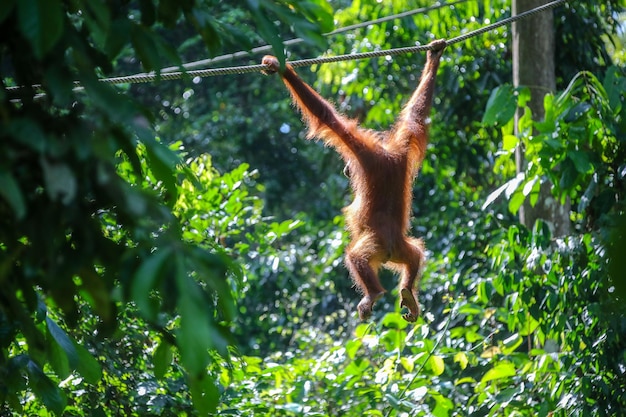 Monkey in Tree: Low Angle View – Free Stock Photo for Download