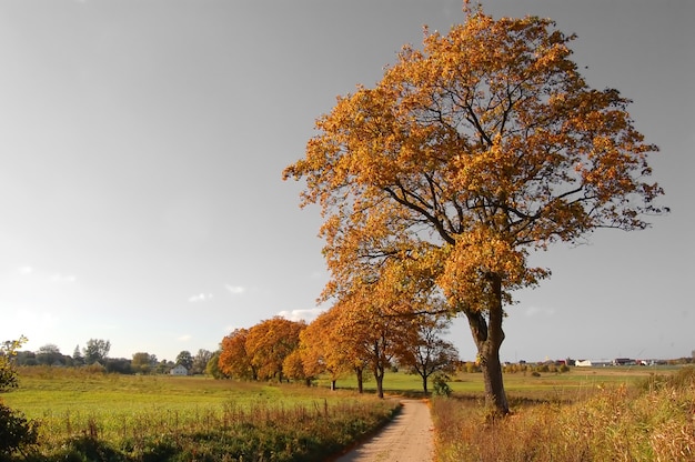 Tree on a Dirt Road – Stunning Free Stock Photo for Download