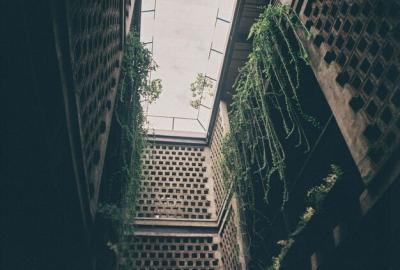 City Plants Against the Sky – Free Stock Photo for Download