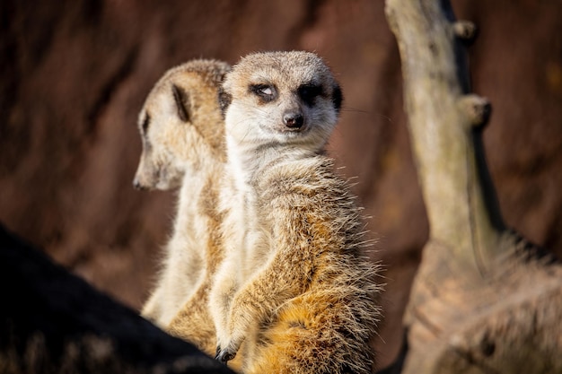 Meerkat Close-Up Photography – Free Download, Download Free Stock Photo