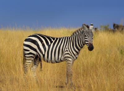 Zebra Standing on Field Against Sky – Free Download