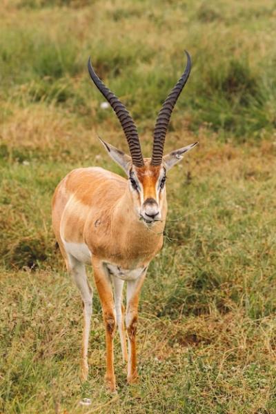 Close-up of Impala Antelope Standing on Field – Free Stock Photo for Download