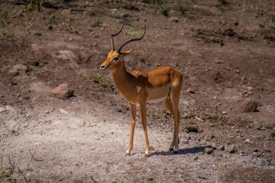 Deer Standing on Field – Free Stock Photo, Download for Free