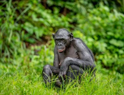 Bonobo Portrait in Natural Habitat – Free Download