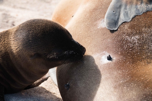 Close-up of Sea Lion Feeding Infant Outdoors – Free Stock Photo Download