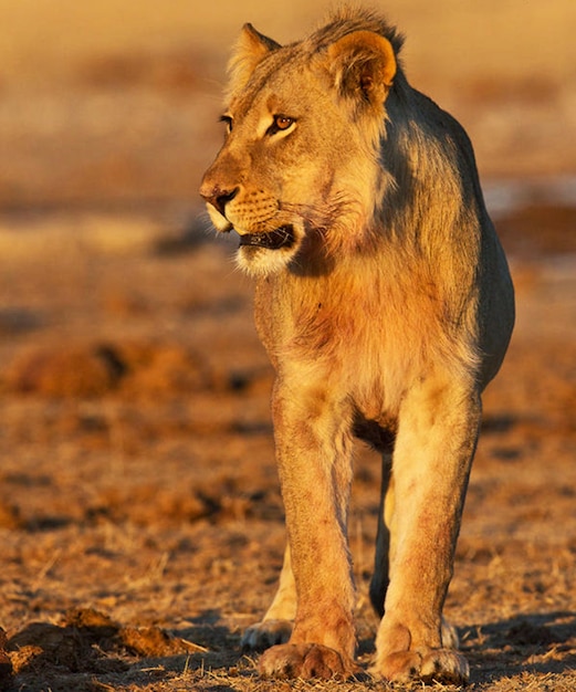 Lioness Looking Away – Free to Download Stock Photo