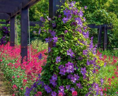 Largeflowered Clematis Blue Angel Viticella with Lush Green Foliage – Free Download