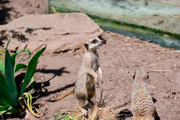 Meerkat on Rock – Free Stock Photo for Download