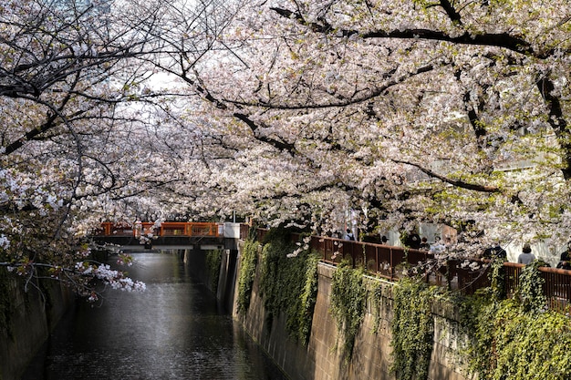 Beautiful Peach Tree Blossom in Japan – Free to Download