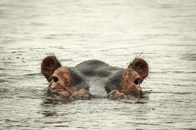 Swimming Lion in Lake – Free Stock Photo, Download for Free