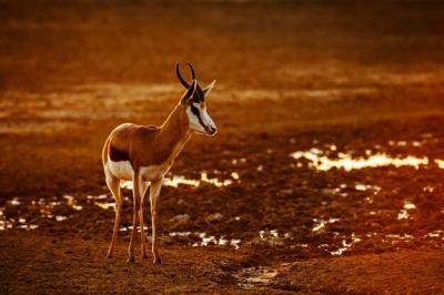 Deer Standing on a Field – Free Stock Photo for Download